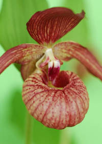 Cypripedium 'Memoriam Shawna Austin'